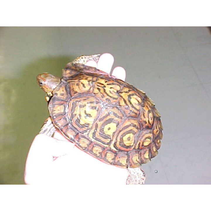 Ornate Wood Turtle 4 - 5 inch
