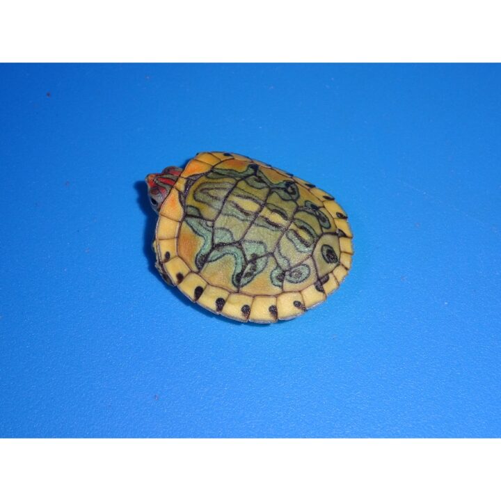 Pastel Red Bellied Cooter