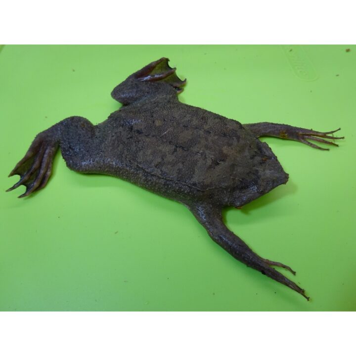 Suriname Toad