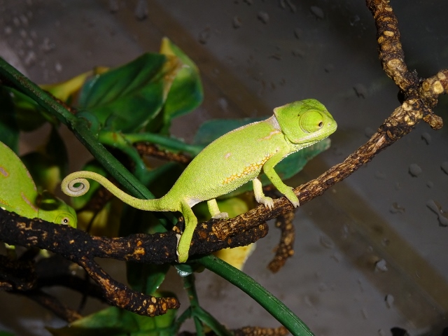 part translucent veiled chameleon