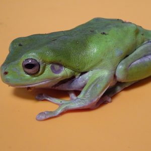 Asian Greenback Frog - Strictly Reptiles