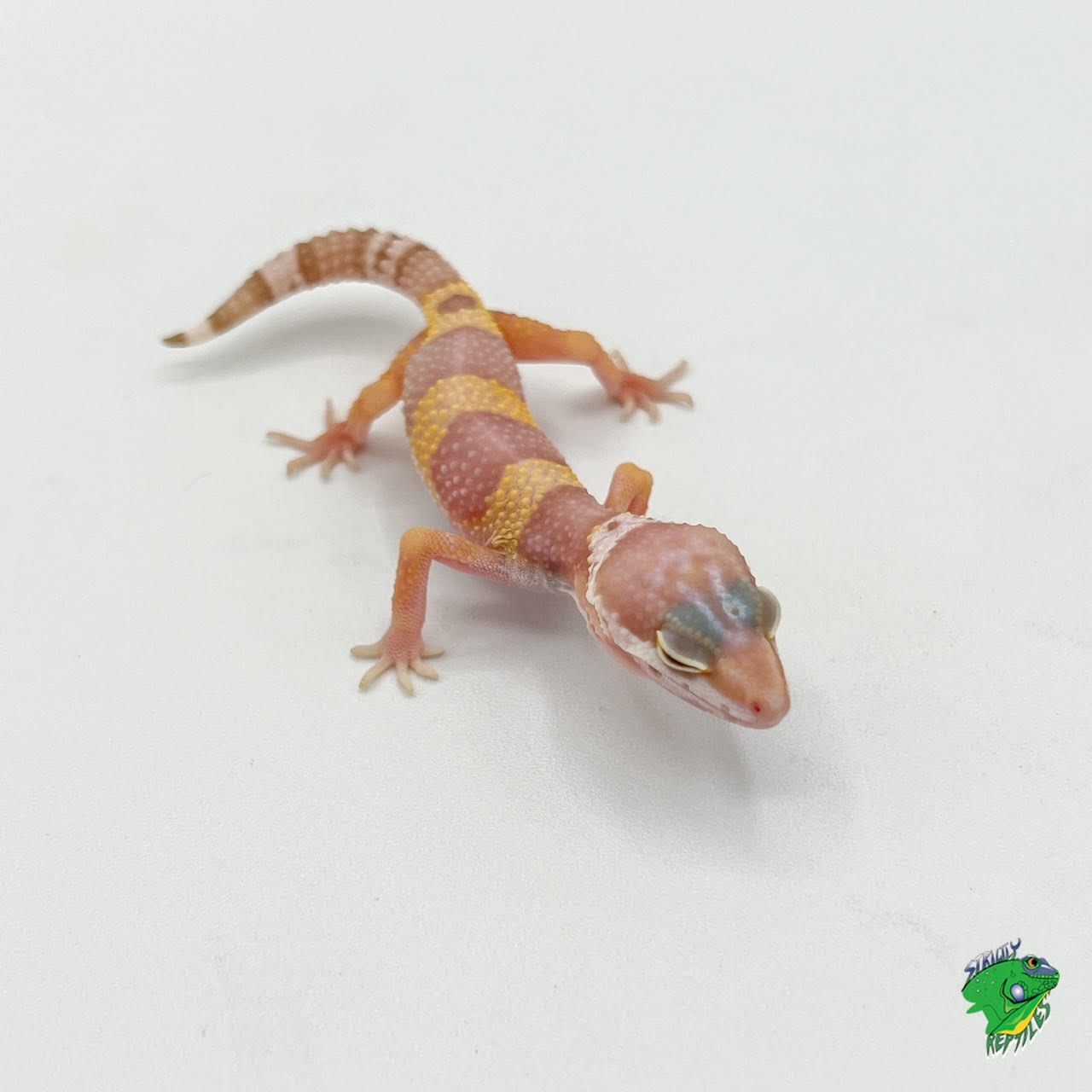 leopard gecko hatchling
