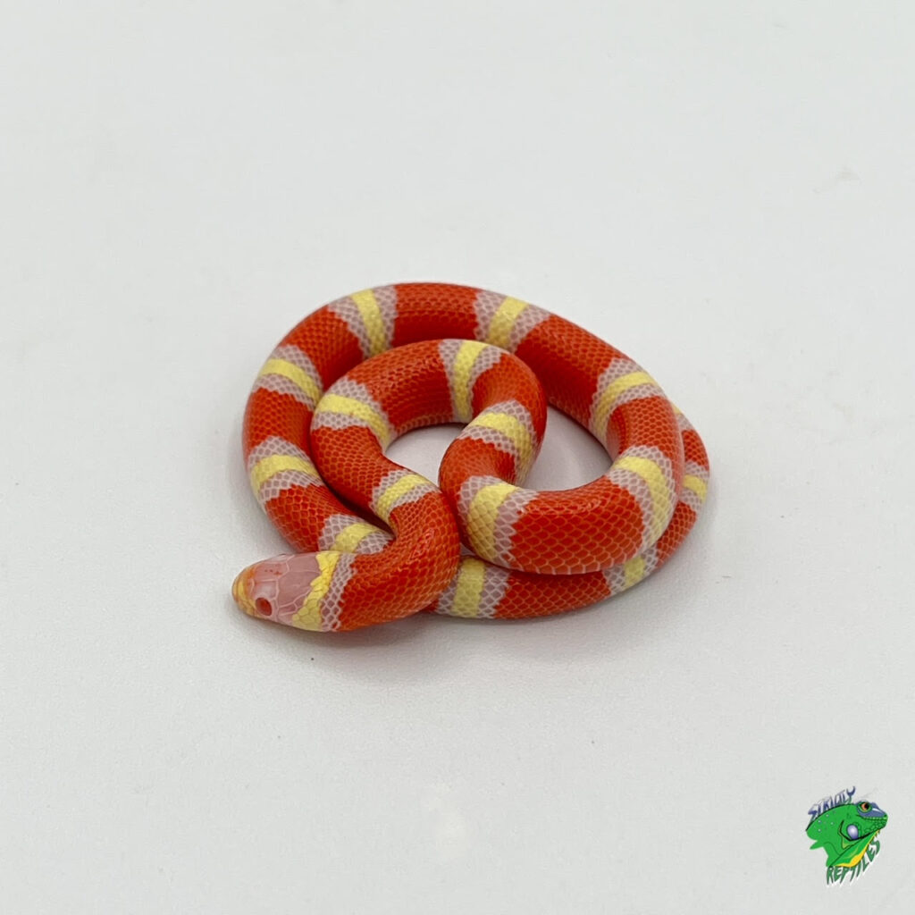 Albino Apricot Pueblan Milk Snake – Juveniles – Strictly Reptiles Inc.