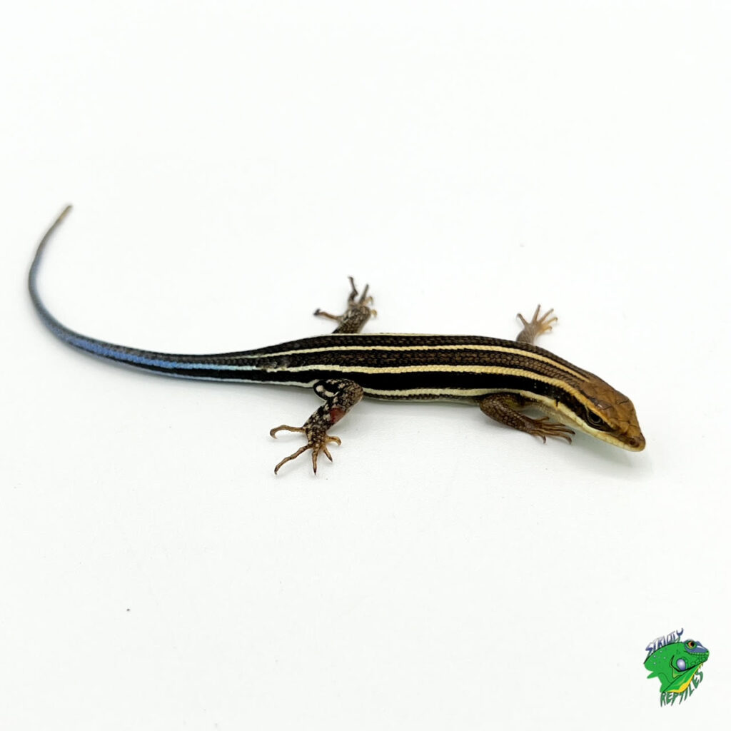 Red Eye Armored Skink - baby to big baby NO LIVE ARRIVAL GUARANTEE