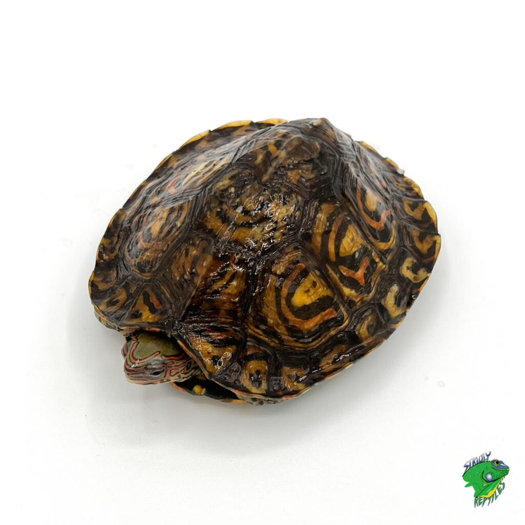 Japanese Pond Turtle - cb baby - Strictly Reptiles