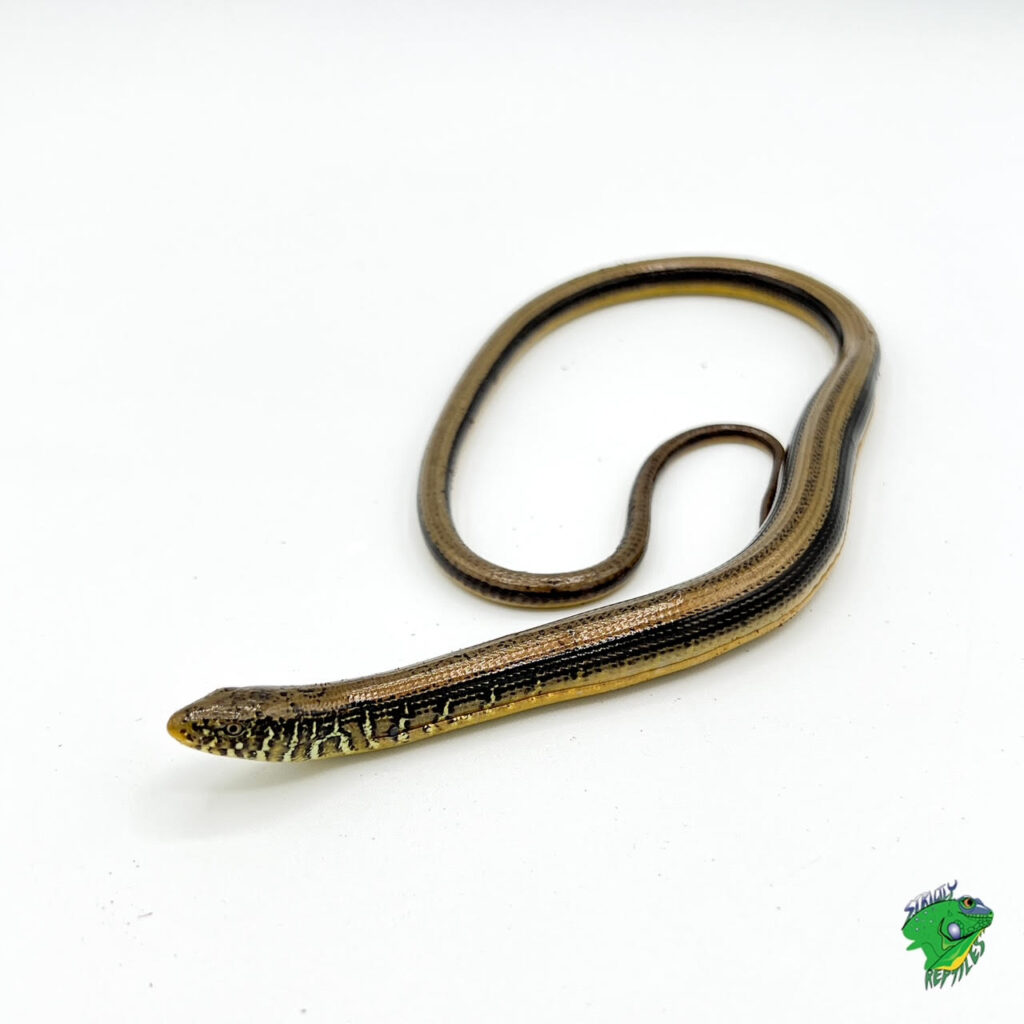 Eastern Glass Lizard - juvenile to adult - Strictly Reptiles