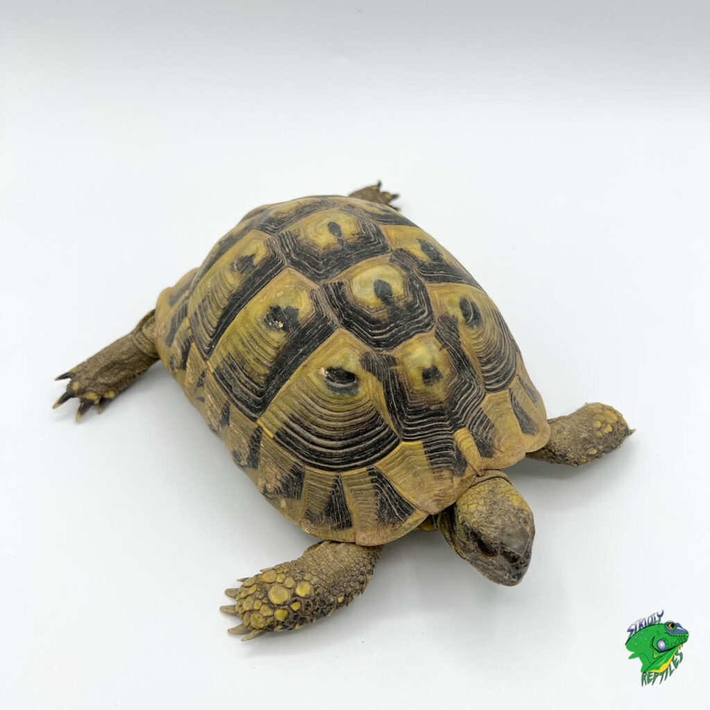 Sulcata Tortoise – cb baby SPECIAL! – Strictly Reptiles Inc.