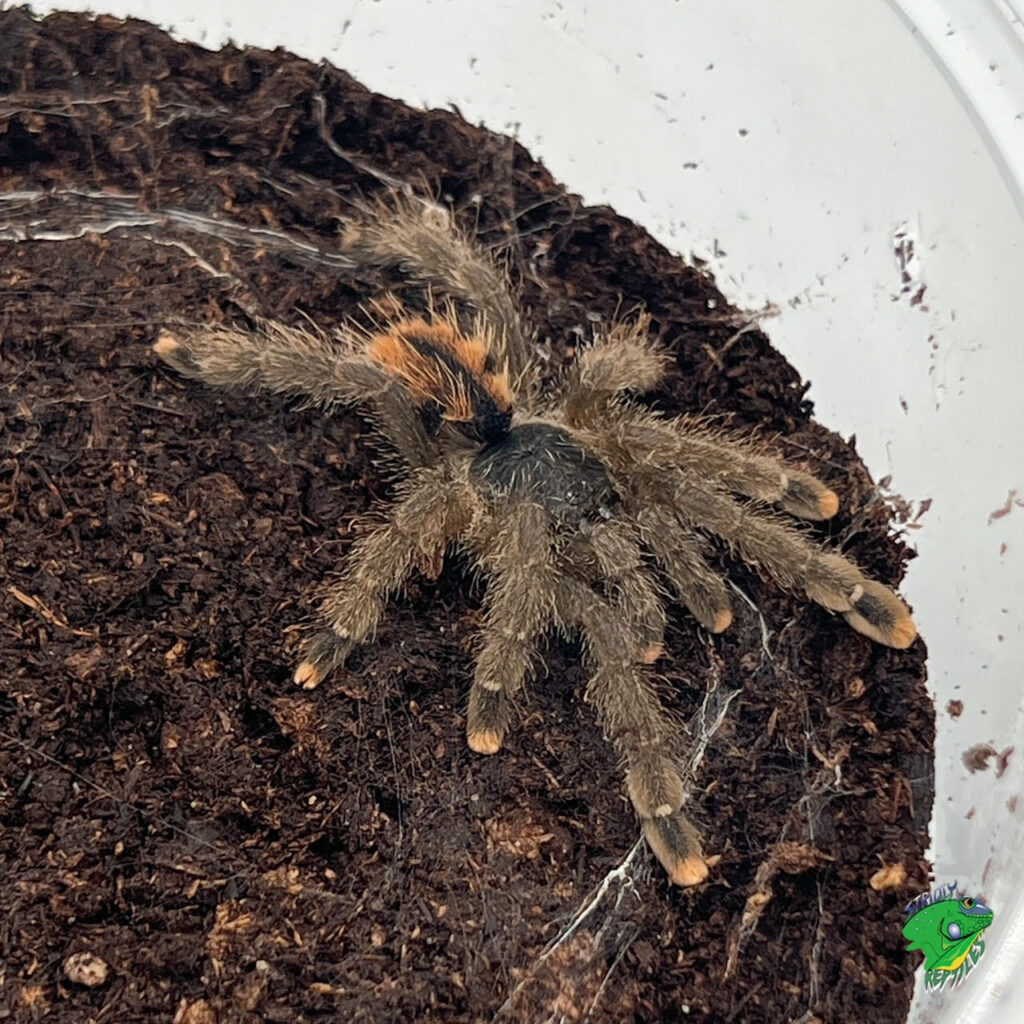 Israeli Desert Huntsman Spider – adult – Strictly Reptiles Inc.