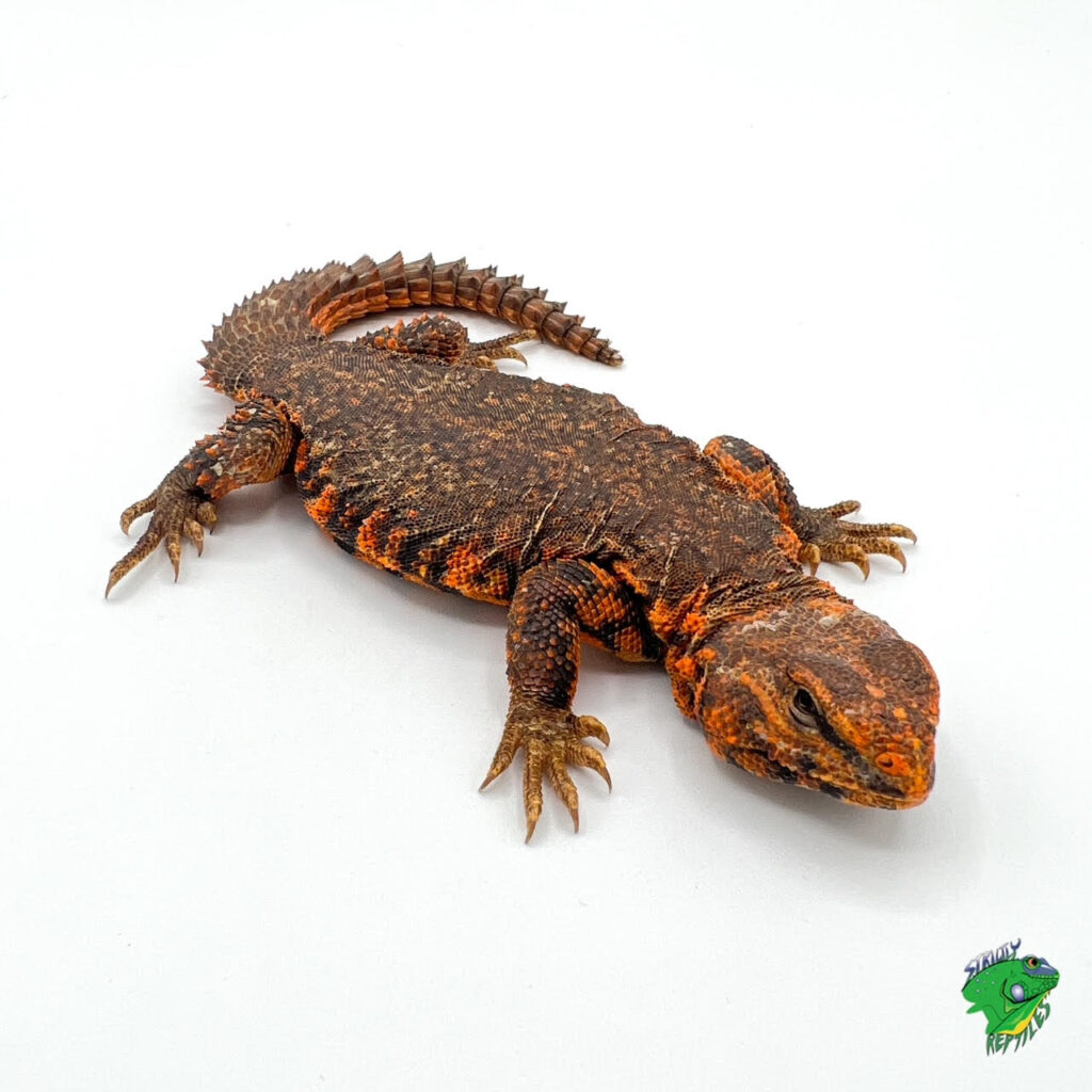 Red Niger Uromastyx - Baby To Big Baby - Strictly Reptiles