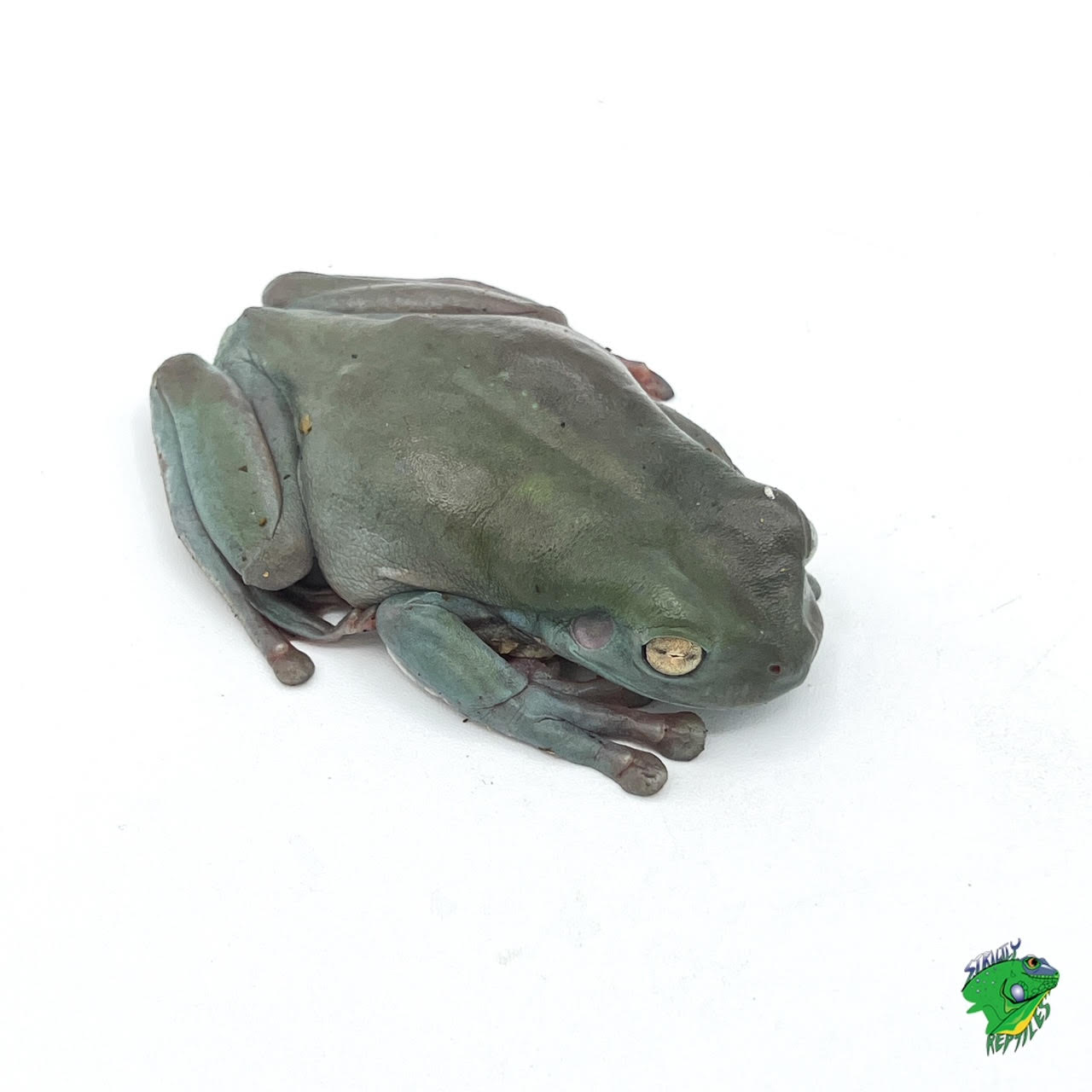 White's Tree Frog - cb baby - Strictly Reptiles Inc.