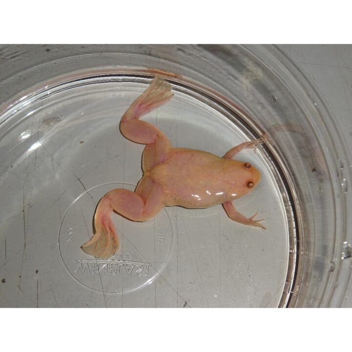 Albino Underwater Frog