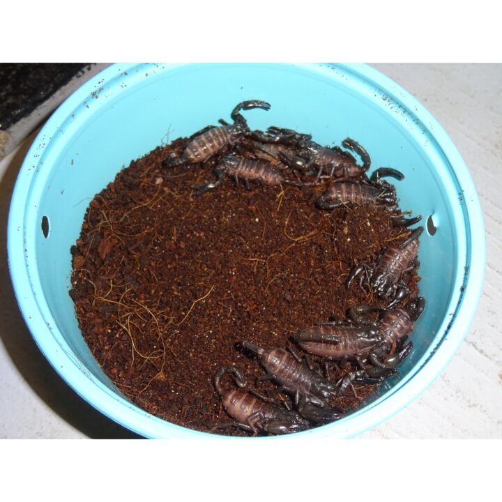 Asian Forest Scorpion 10 lot