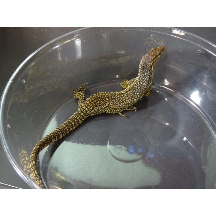 Blue Spotted Timor Monitor