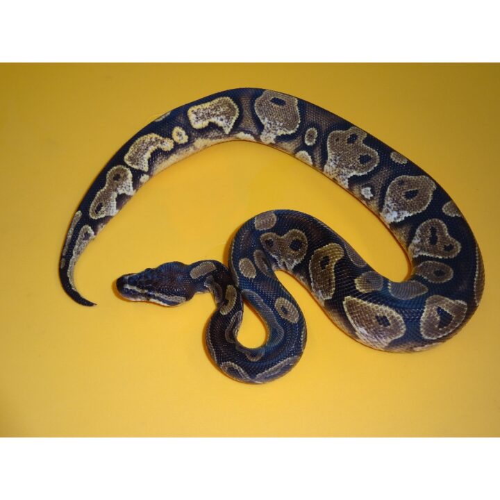 Calico Ball Python male 250 gram