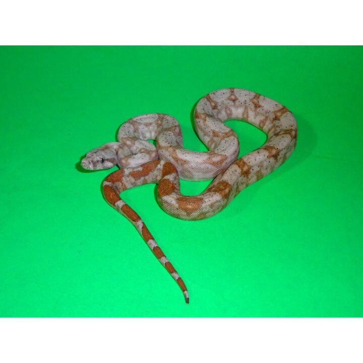 baby boa constrictor sunglow