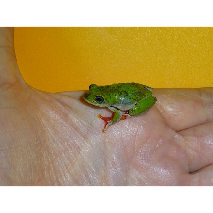 Lime Reed Frog