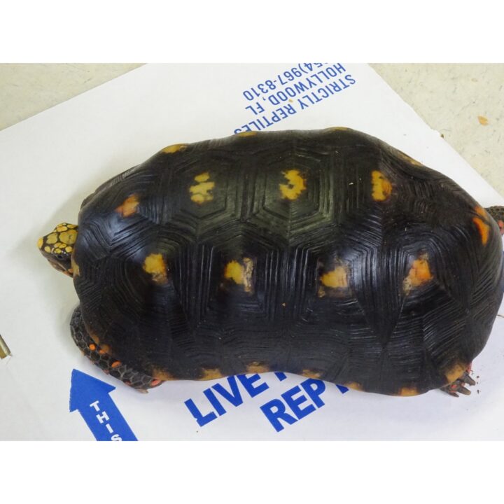 Red Foot Tortoise 12-13 inch males