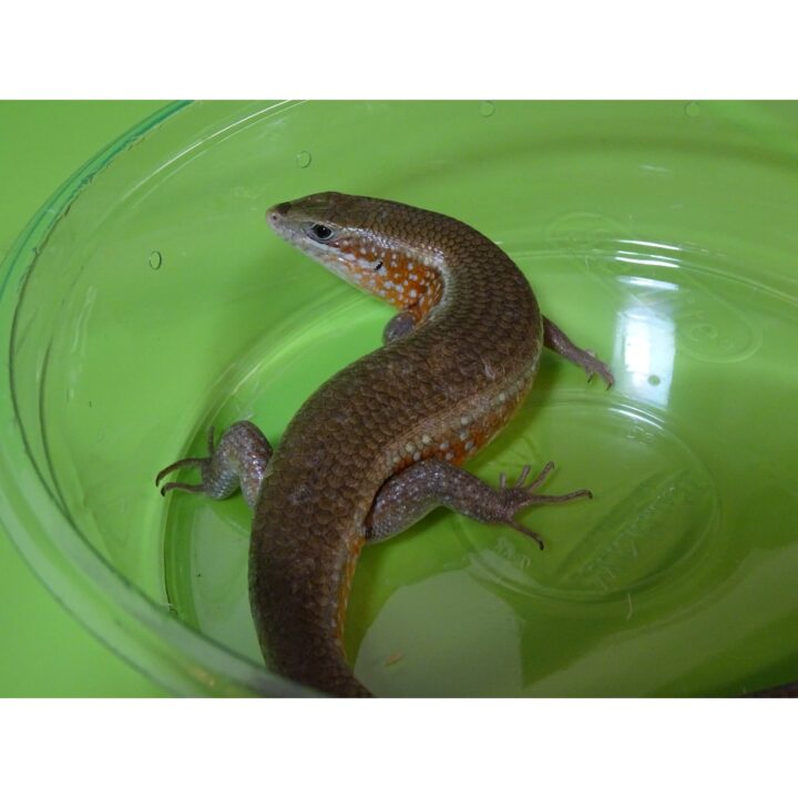 Red Sided Skink