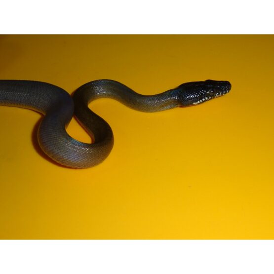 White Lip Python juvenile