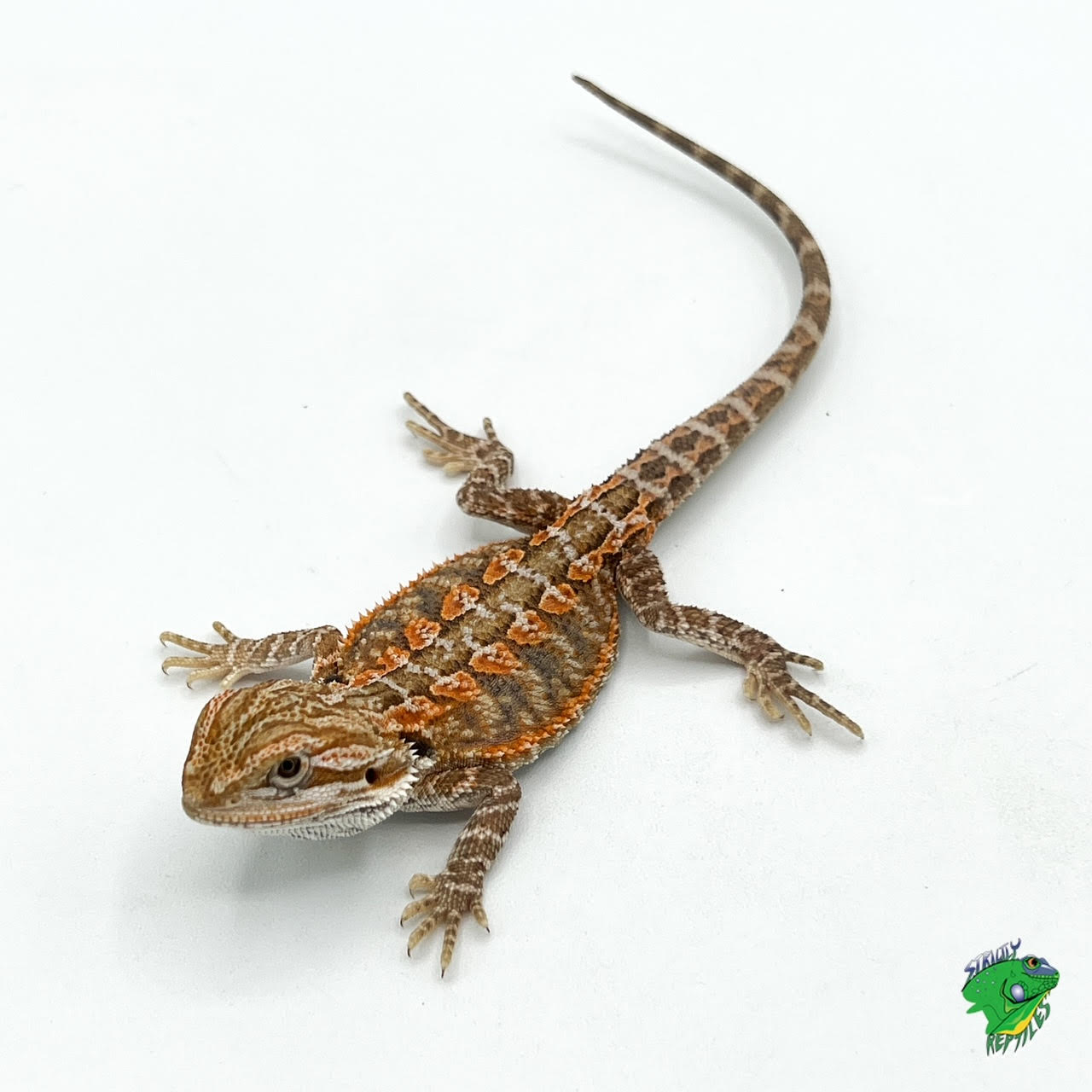 Bearded Dragon Baby To Big Baby Strictly Reptiles Inc