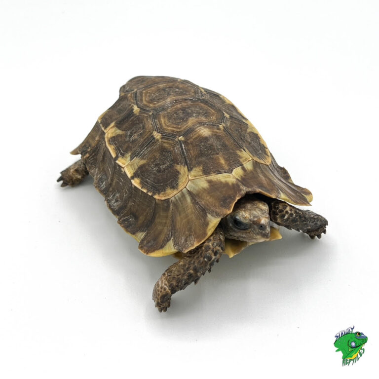 Sulcata Tortoise - cb baby - Strictly Reptiles