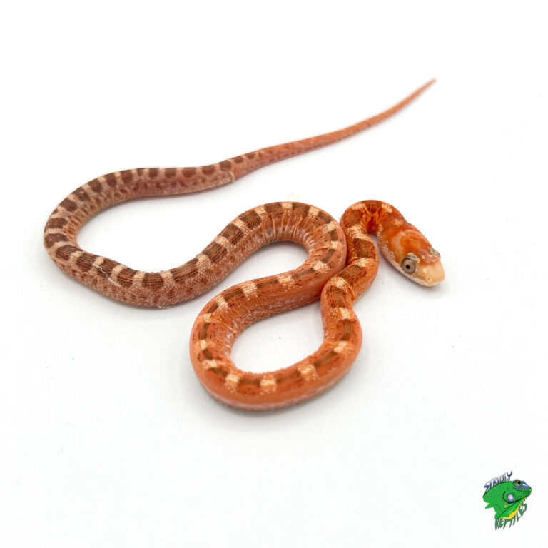 Red Tail Green Rat Snake Juvenile To Adult Strictly Reptiles