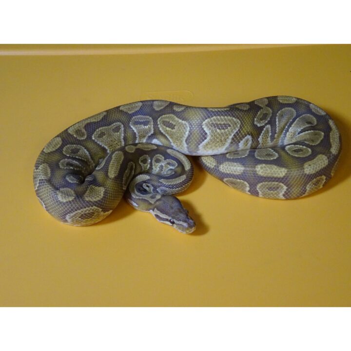 Caramel Albino Ball Python 700 gram male