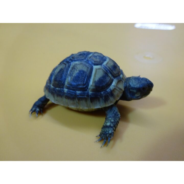 Herman's Tortoise baby