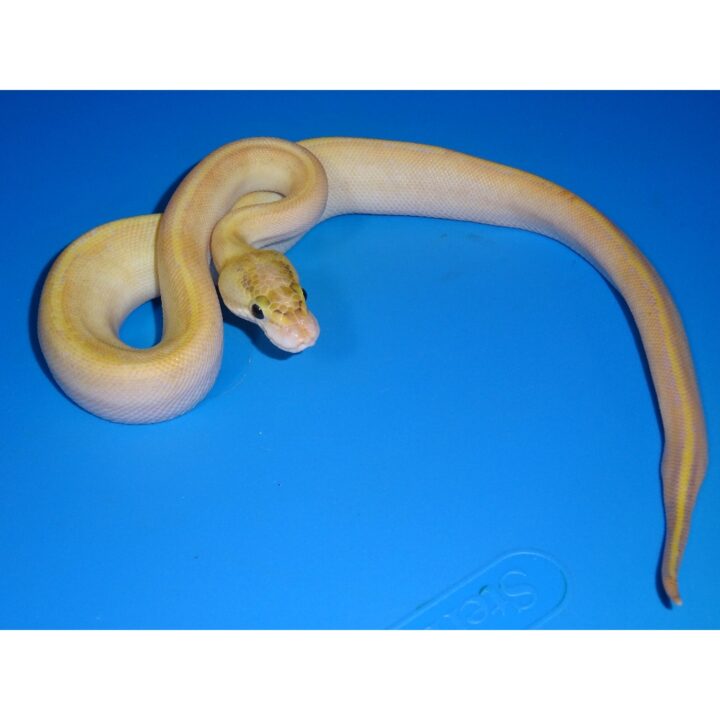 Ivory Ball Python male hatchling