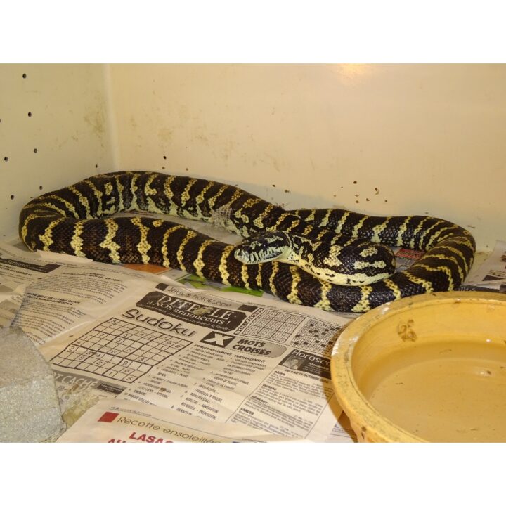 Jungle Carpet Python 6 - 7 foot