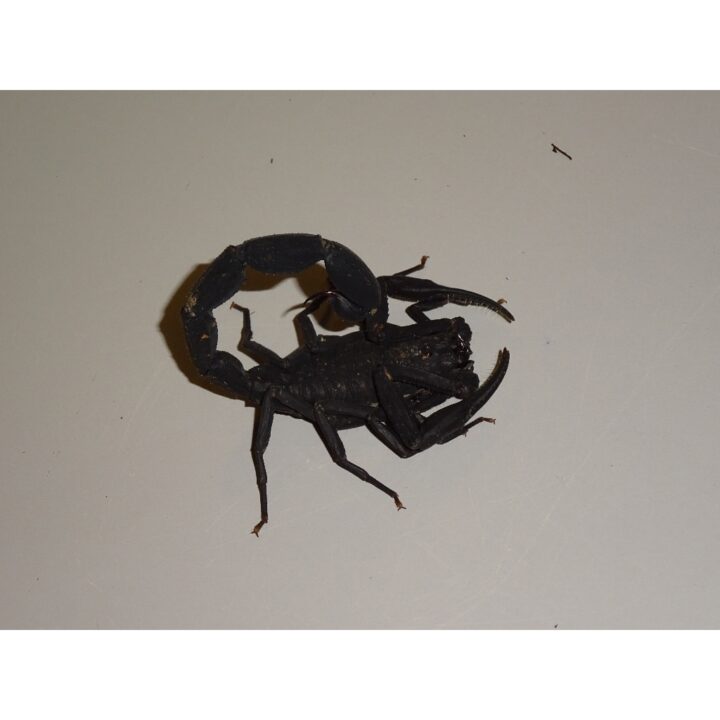 Peruvian Black Scorpion adult