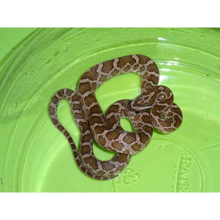 Rusty Rat Snake baby