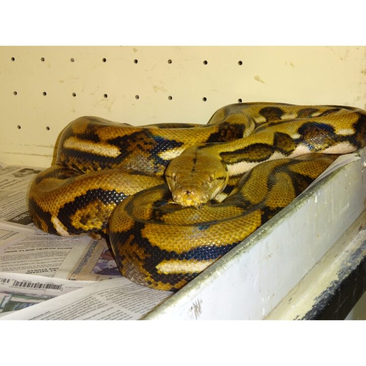 Tiger Reticulated Python 9 foot