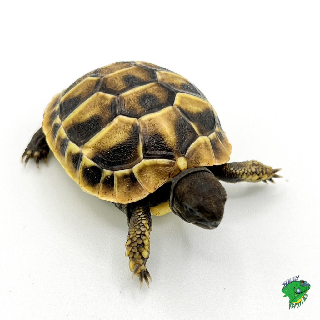 Sulcata Tortoise - cb baby - Strictly Reptiles