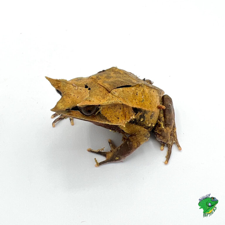 Malayan Leaf Frog - adult male - Strictly Reptiles