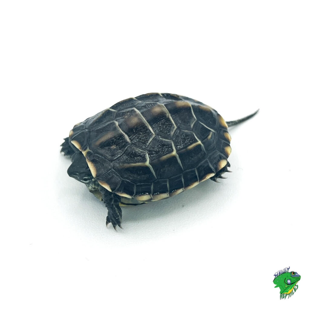 Japanese Pond Turtle - Cb Baby - Strictly Reptiles Inc.