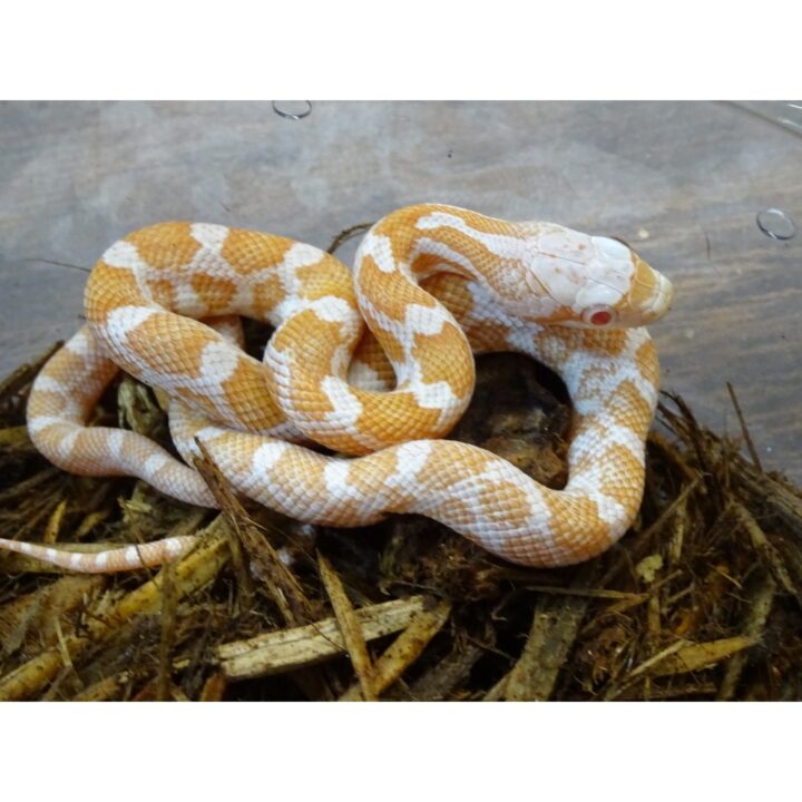 Albino Texas Rat snake baby