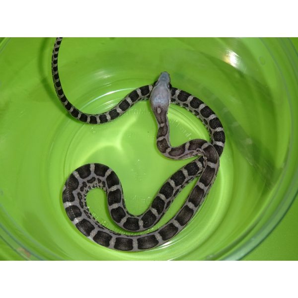 Black Albino Scaleless Corn Snake - baby pair - Strictly ...