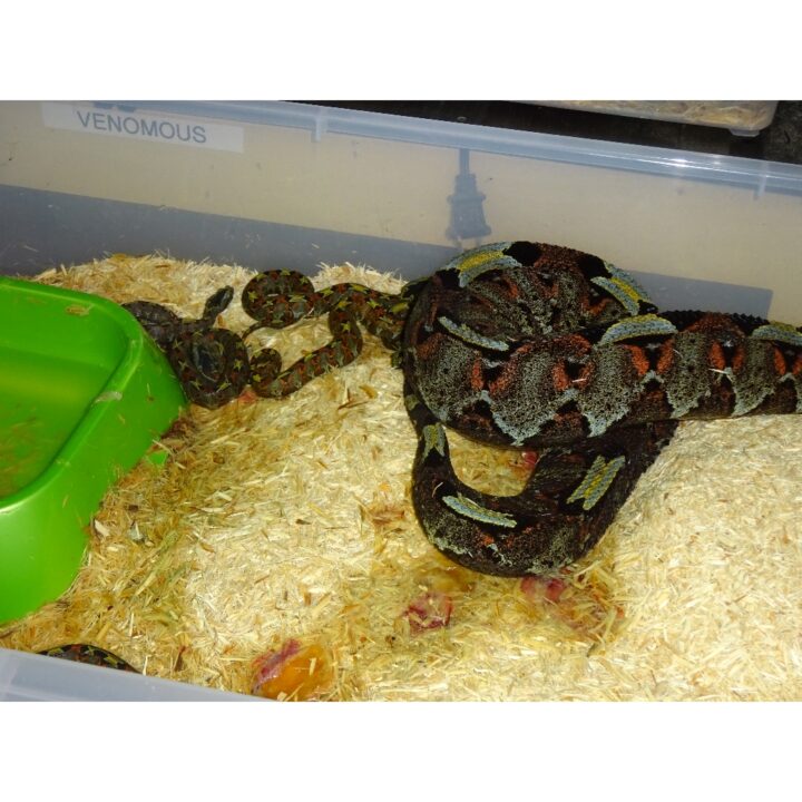 Congo Rhino Viper mother and babies