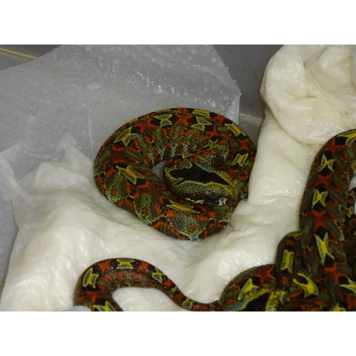 Congo Rhino Viper new born baby