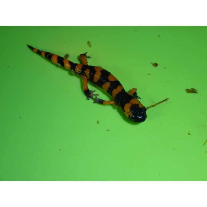 Ensatina klauber Salamander
