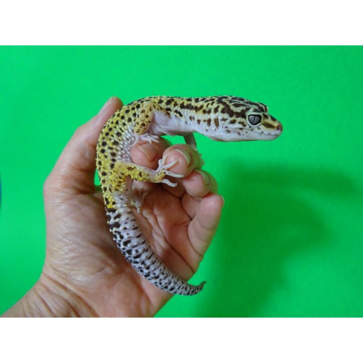 Leopard Gecko adult males