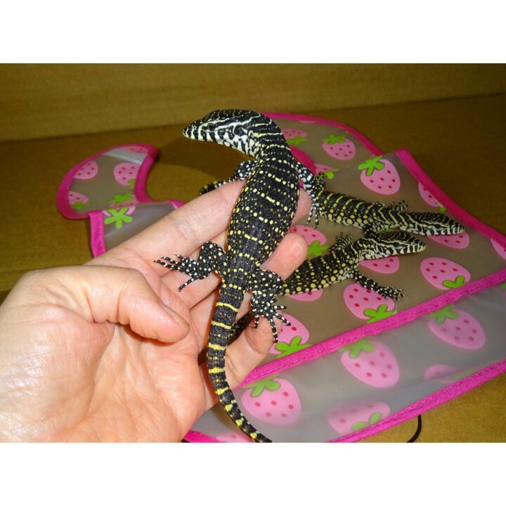Nile Monitor baby in hand