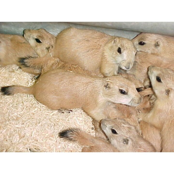 Prairie Dog babies