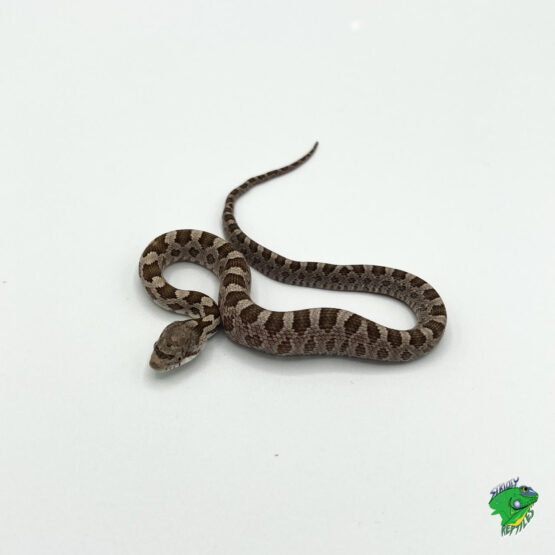 Red Tail Green Rat Snake - juvenile to adult - Strictly Reptiles Inc.