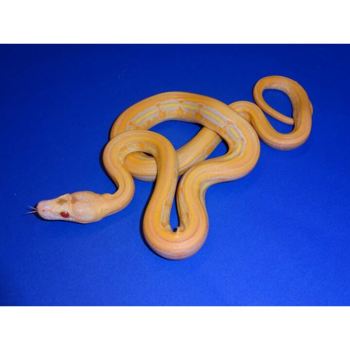 Albino Lavander Super Tiger Reticulated Python baby