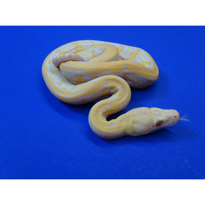 Albino Lavender Tiger Reticulated Python baby