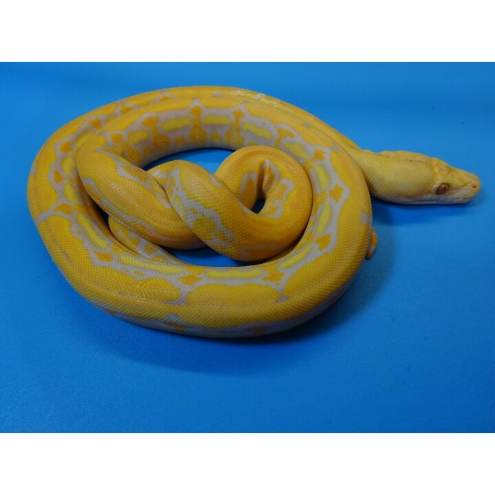 Albino Purple Super Tiger Reticulated Python baby