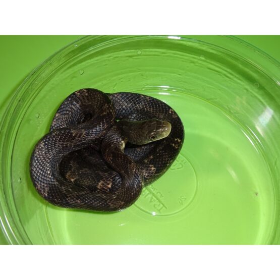 Black Rat snake juvenile