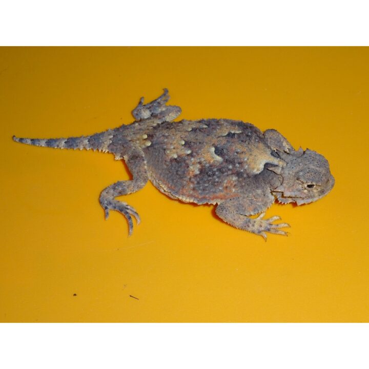 Desert Horn Toad